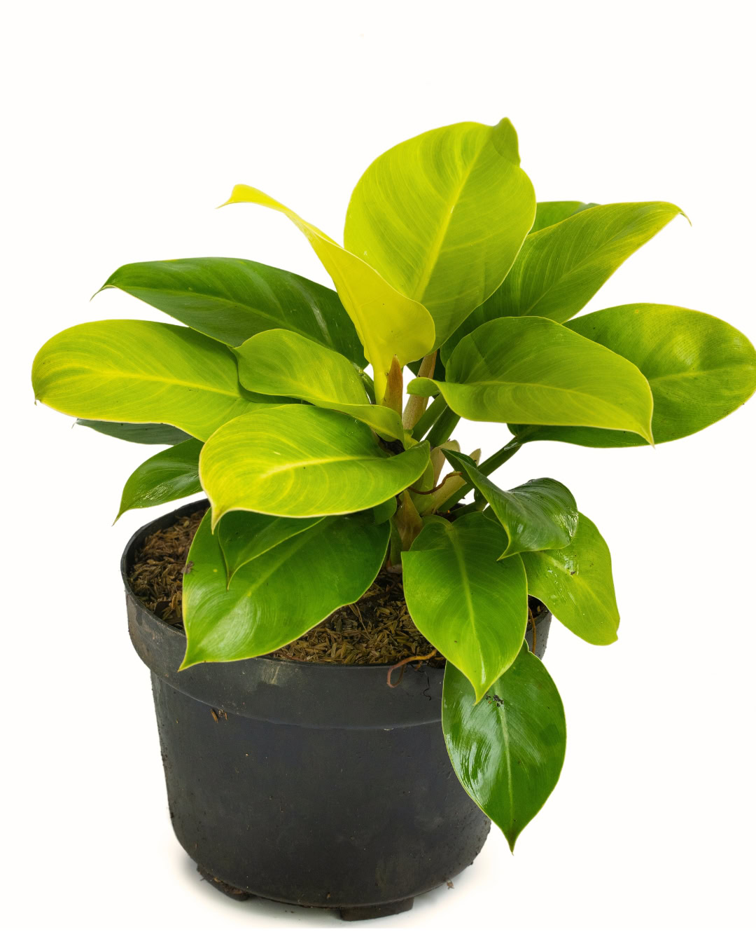 Filodendro-lua-clara - Philodendron 'Moonlight' 2 Philodendron Moonlight - Filodendro-lua-clara
