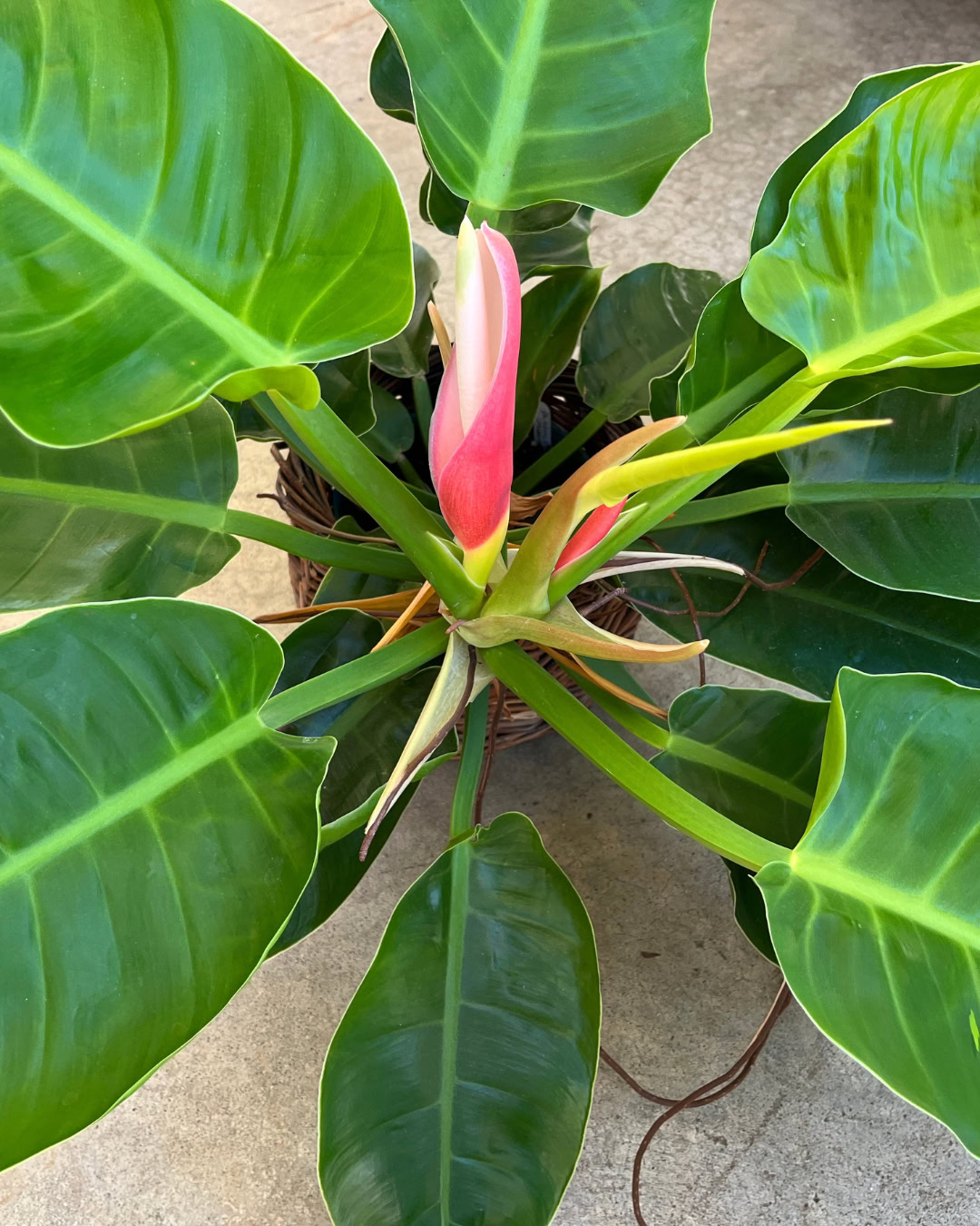 Filodendro-lua-clara - Philodendron 'Moonlight' 4 Philodendron Moonlight - Filodendro-lua-clara