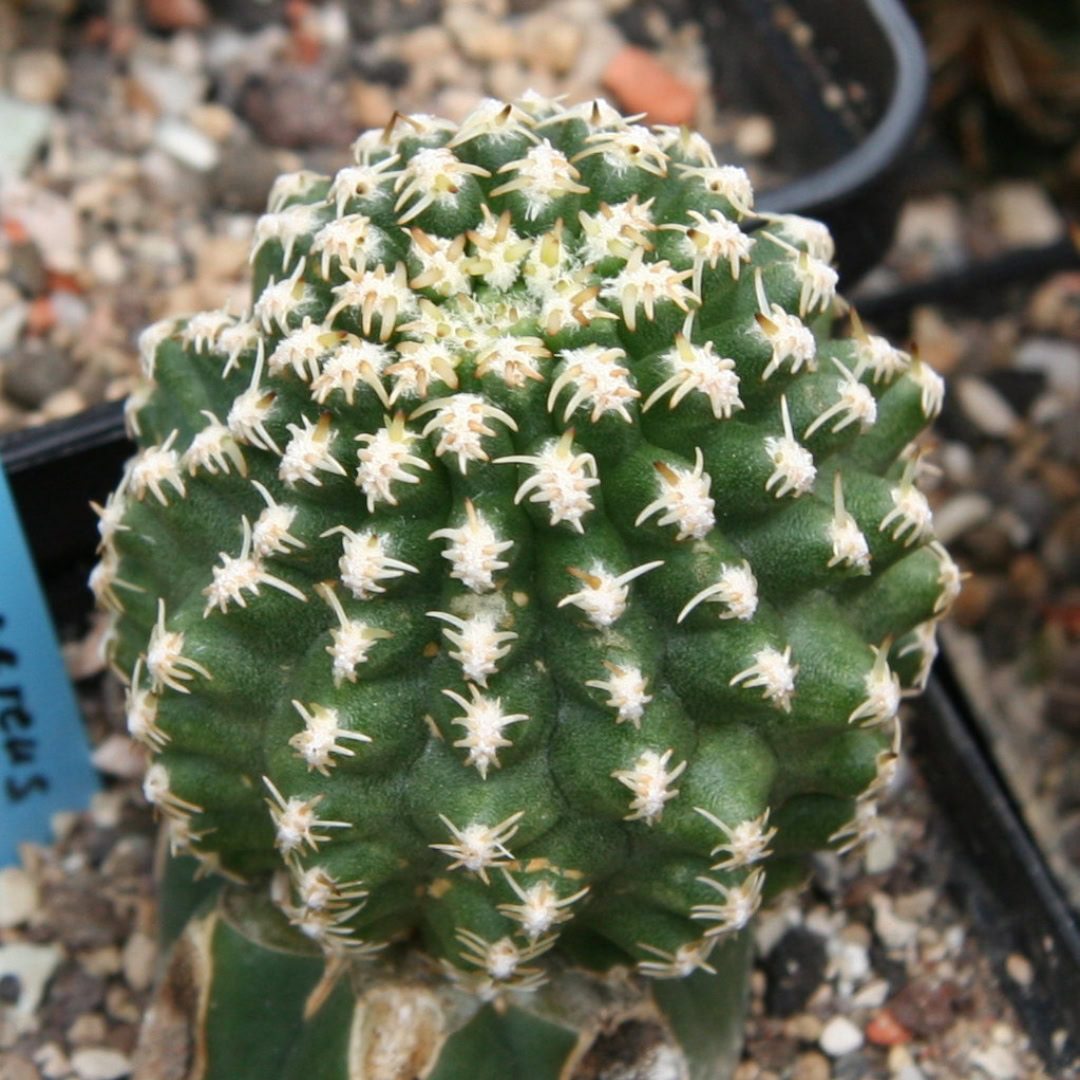 27 Cactos Raros de Beleza Exótica para Conhecer e Colecionar 22 Pygmaeocereus bieblii