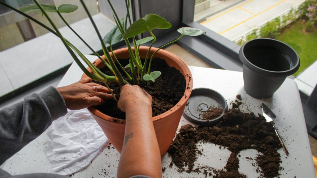 Quando plantar num vaso maior?