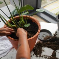 Quando plantar num vaso maior?