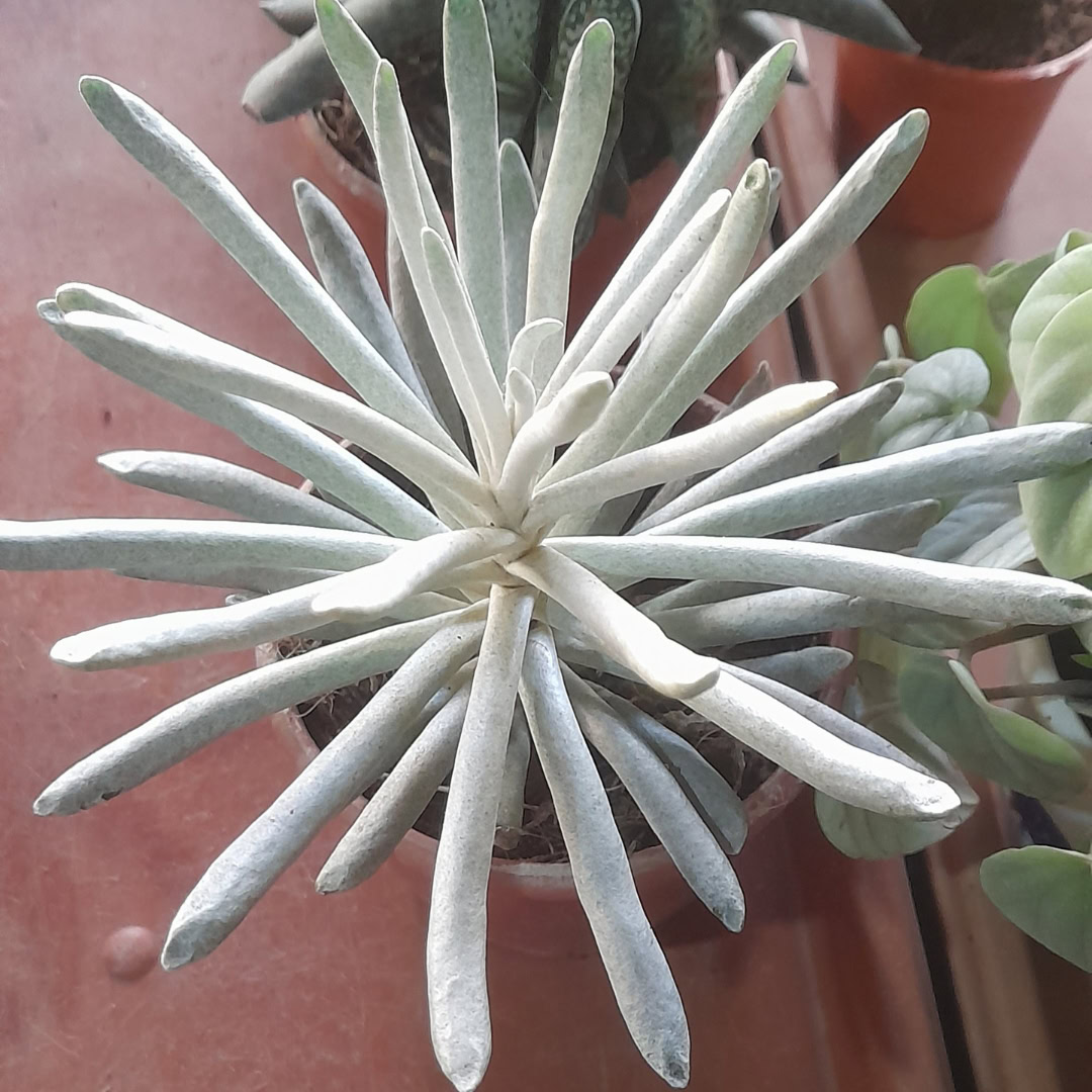 34 Suculentas Raras para conhecer, colecionar e cultivar 10 Senecio scaposus