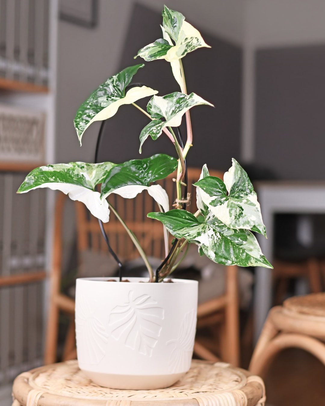 Planta variegada ficando verde? Causas e como reverter 1 Singônio variegado.