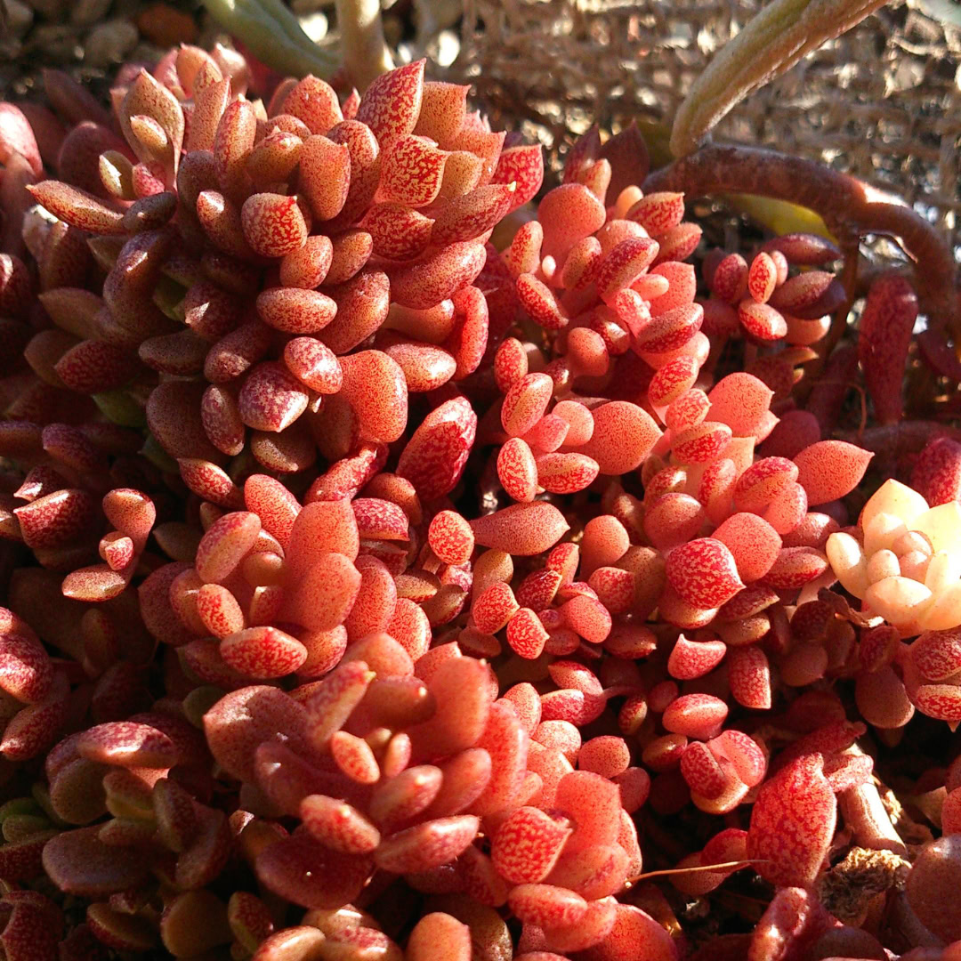 34 Suculentas Raras para conhecer, colecionar e cultivar 27 Sinocrassula densirosulata