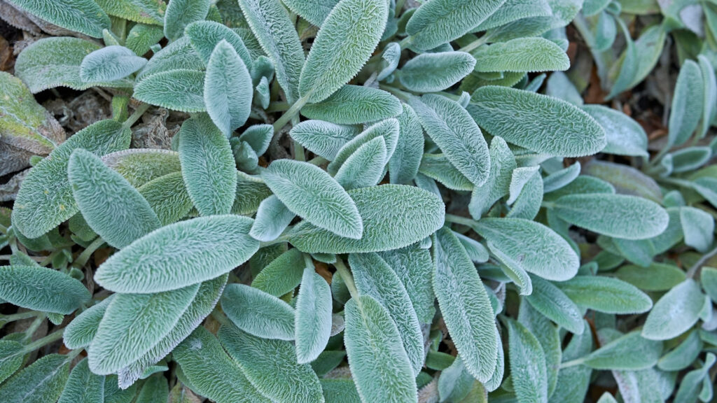 Stachys byzantina