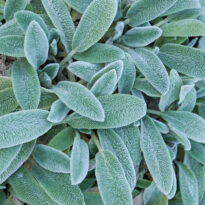 Stachys byzantina