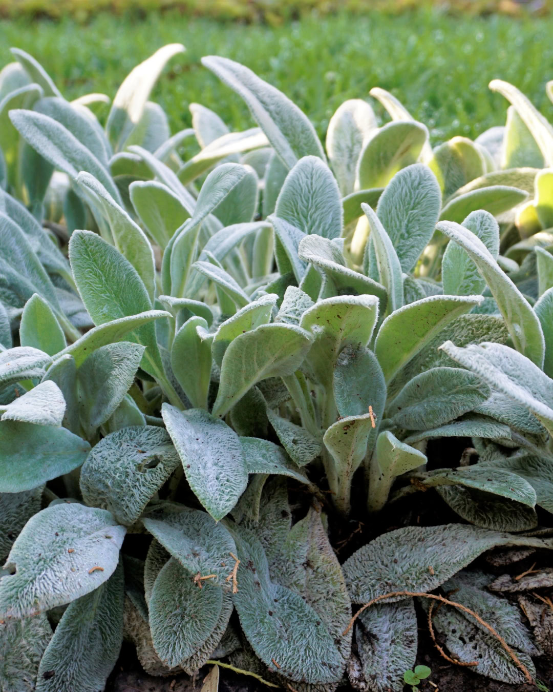 Peixinho-da-horta - Stachys byzantina 1 Canteiro com peixinho-da-horta