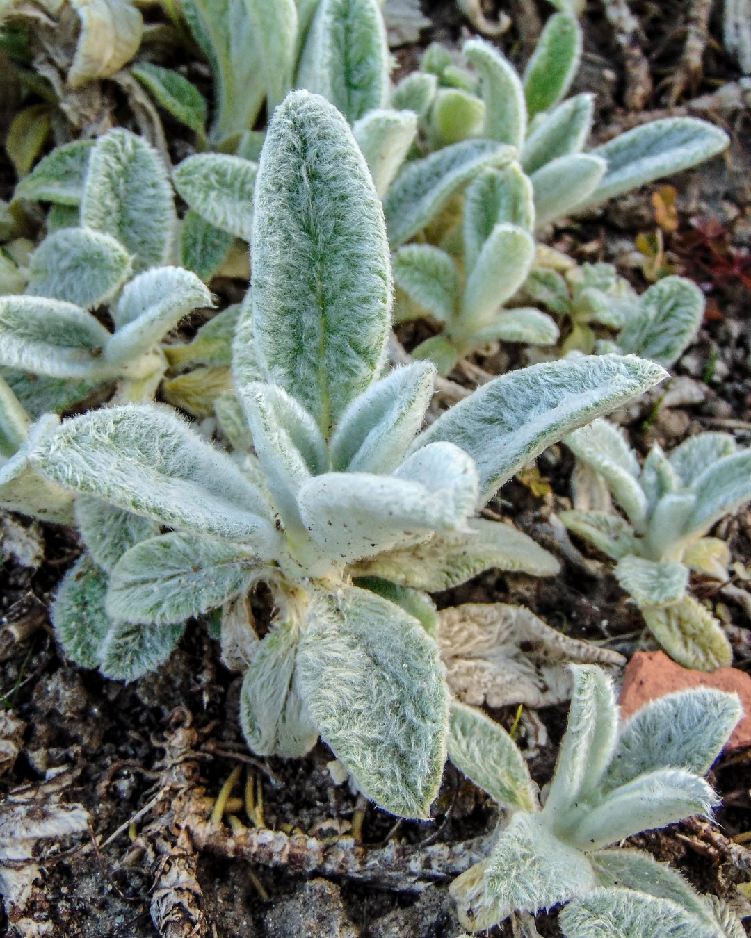 Peixinho-da-horta - Stachys byzantina 5 Detalhe do estolão do peixinho-da-horta