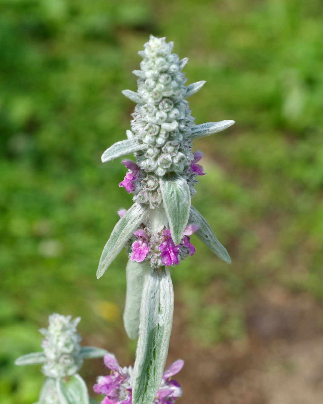 Peixinho-da-horta - Stachys byzantina 6 Inflorescência em espiga do peixinho-da-horta