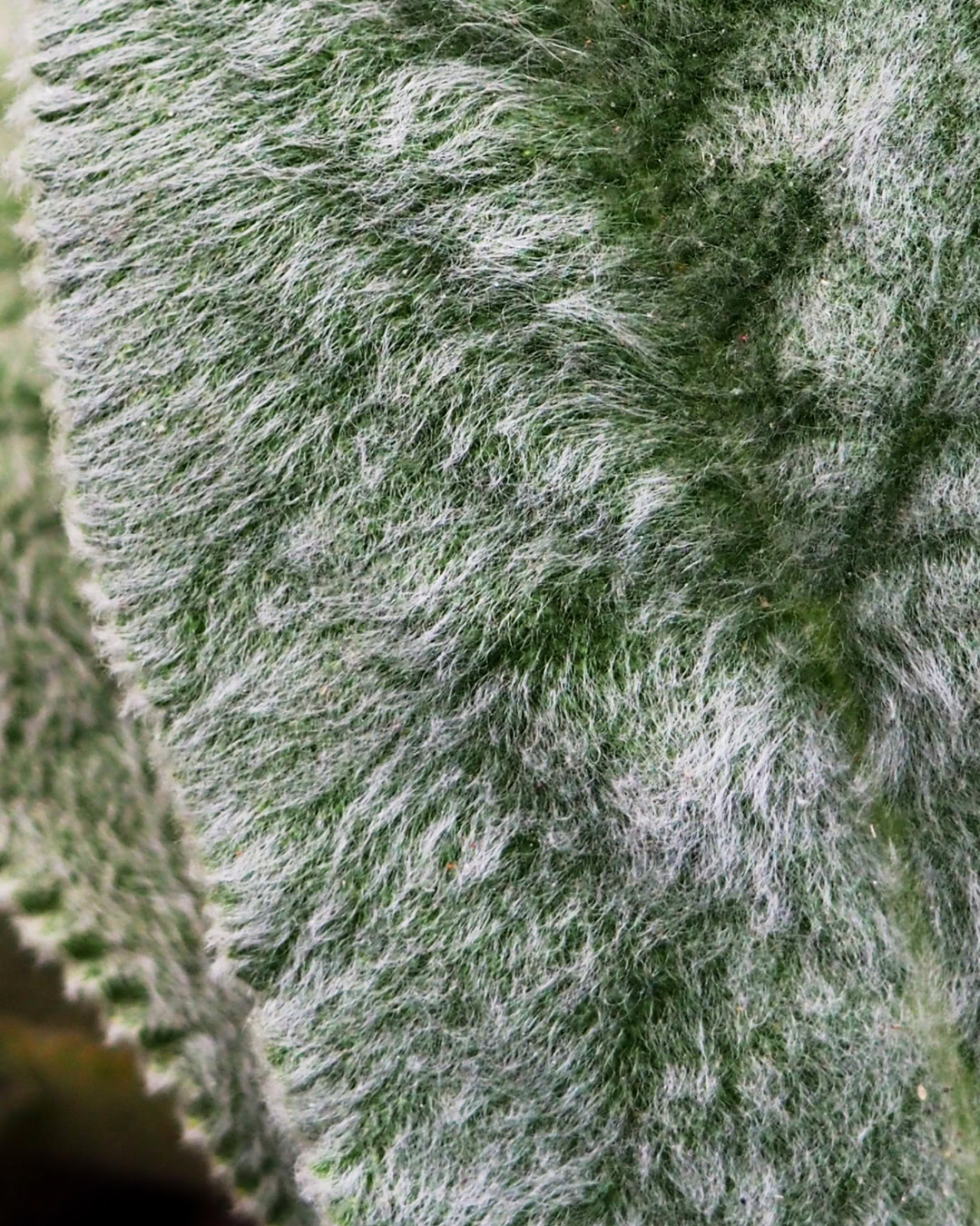 Peixinho-da-horta - Stachys byzantina 3 Detalhe das folhas peludas do peixinho-da-horta