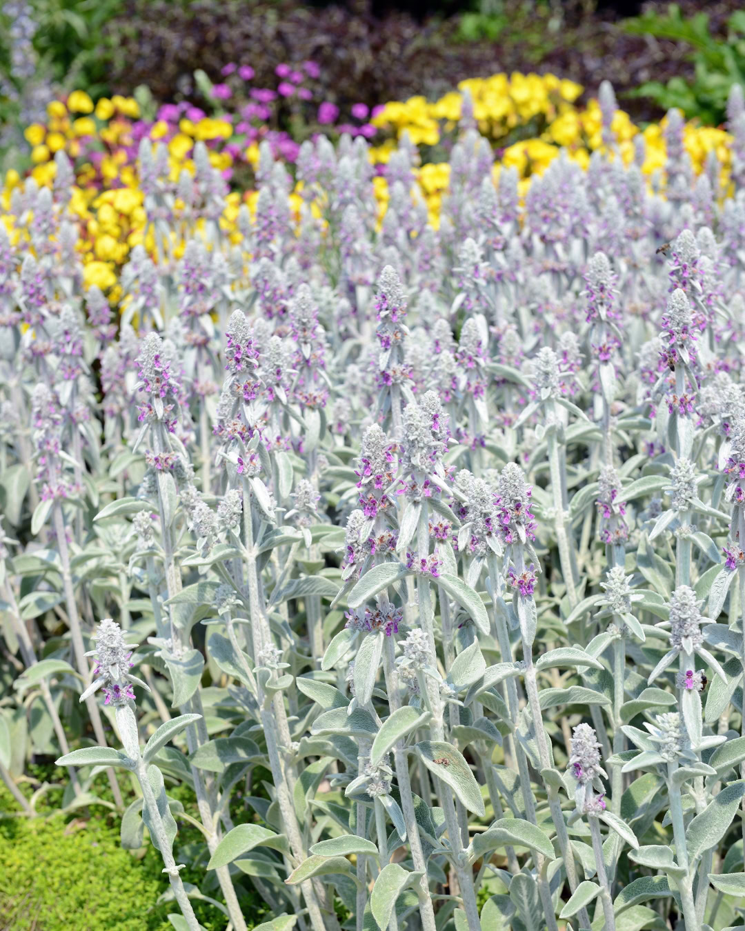 Peixinho-da-horta - Stachys byzantina 2 Peixinho-da-horta florido no jardim.