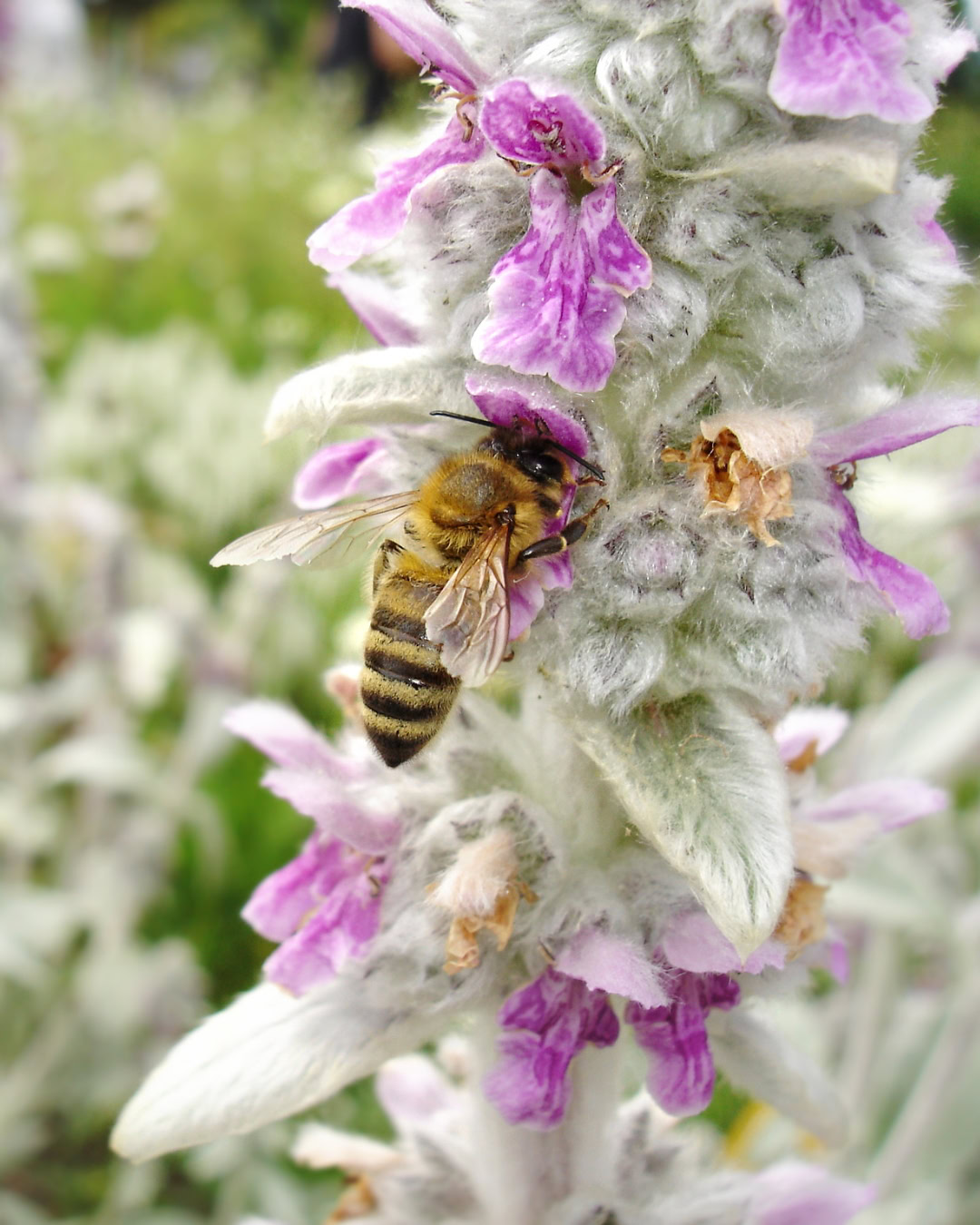 Peixinho-da-horta - Stachys byzantina 4 Inflorescência de peixinho-da-horta com abelha.