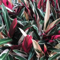 Maranta-triostar