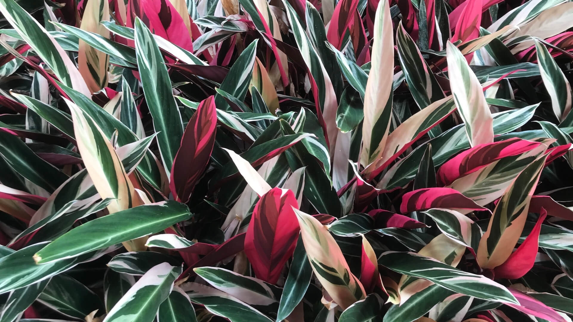 Maranta-triostar