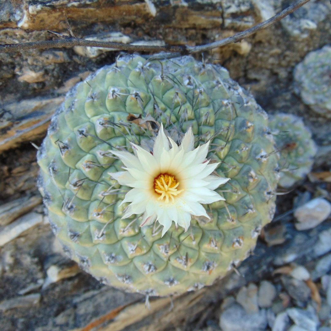 27 Cactos Raros de Beleza Exótica para Conhecer e Colecionar 9 Strombocactus disciformis