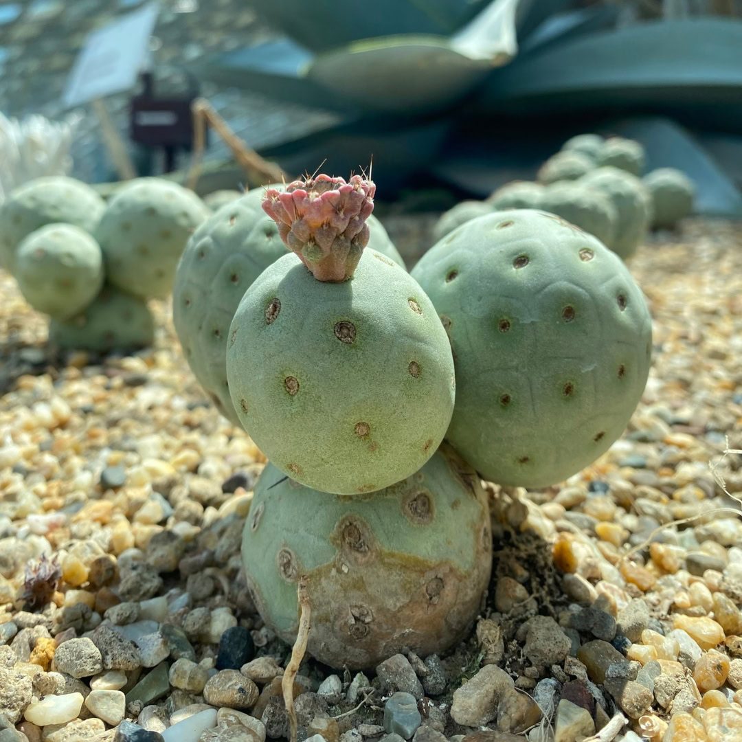 27 Cactos Raros de Beleza Exótica para Conhecer e Colecionar 24 Tephrocactus geometricus