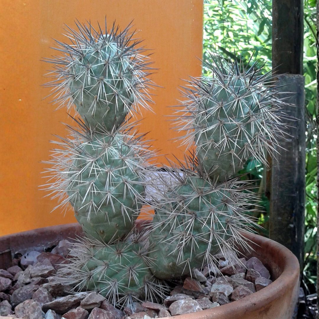 27 Cactos Raros de Beleza Exótica para Conhecer e Colecionar 25 Tephrocactus alexanderi
