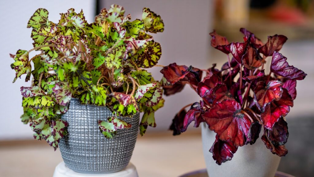 Tipos de Begonias
