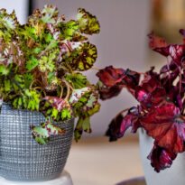 Tipos de Begonias