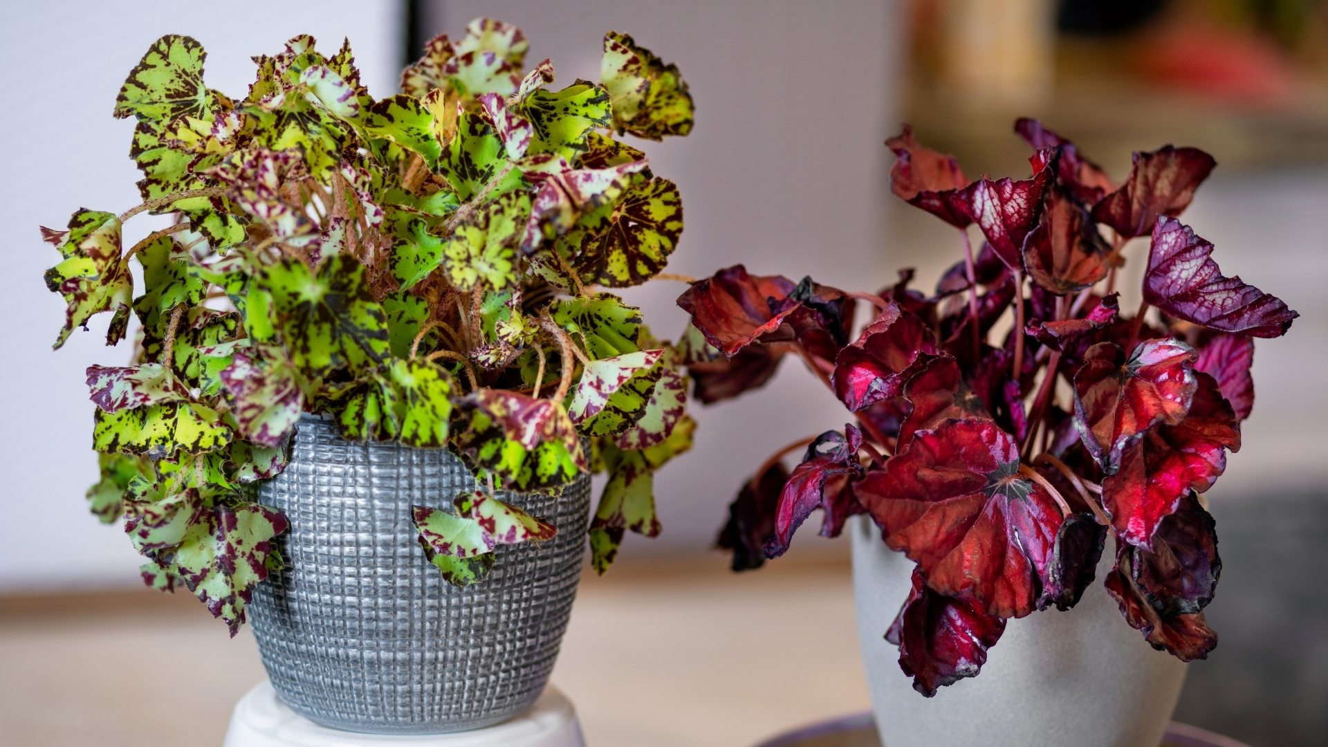 Tipos de Begonias
