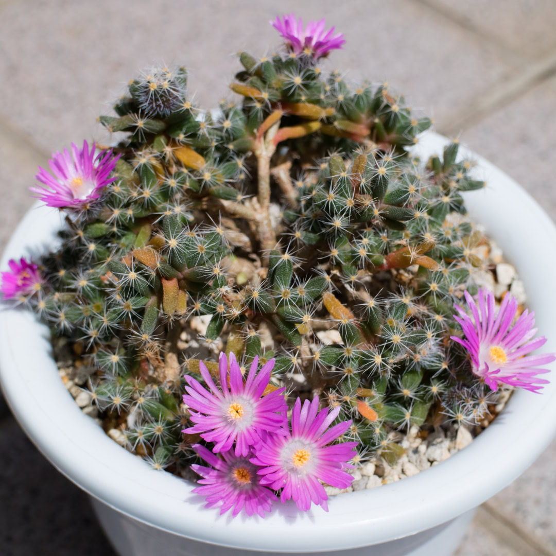 34 Suculentas Raras para conhecer, colecionar e cultivar 19 Trichodiadema densum