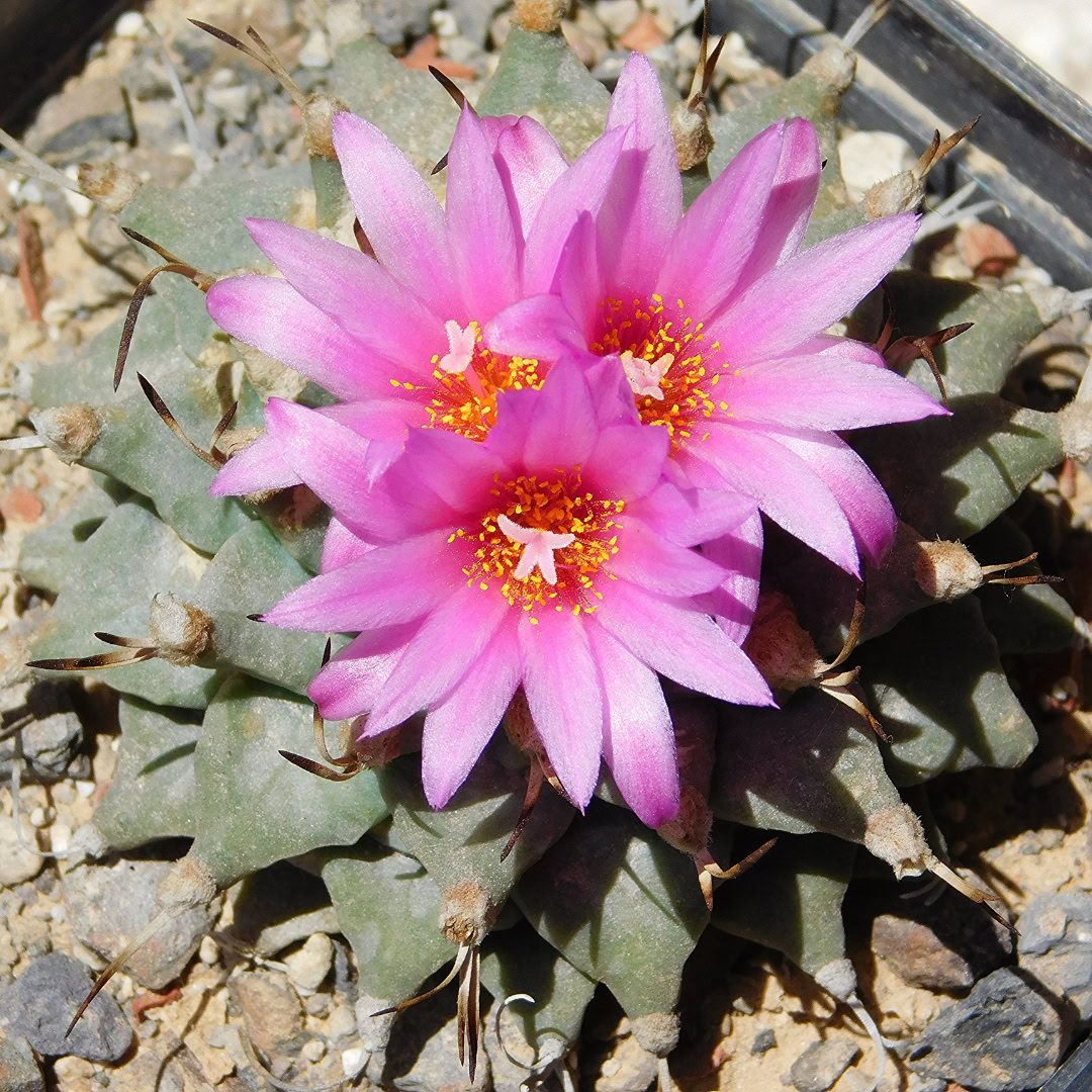 27 Cactos Raros de Beleza Exótica para Conhecer e Colecionar 3 Turbinicarpus alonsoi