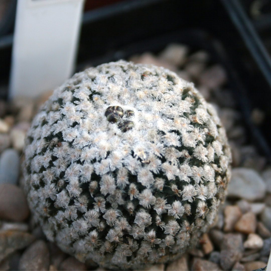 27 Cactos Raros de Beleza Exótica para Conhecer e Colecionar 4 Turbinicarpus valdezianus