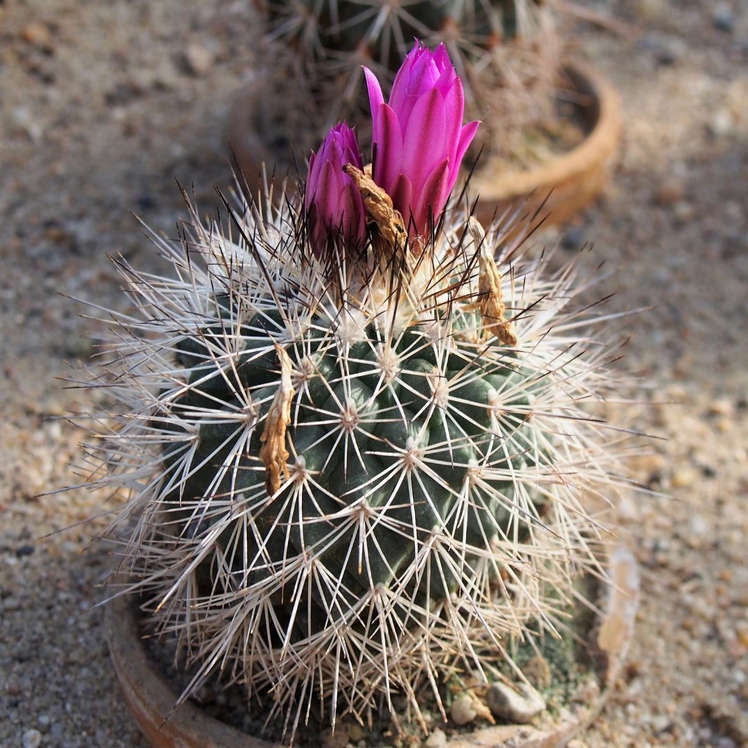 27 Cactos Raros de Beleza Exótica para Conhecer e Colecionar 5 Kadenicarpus horripilus
