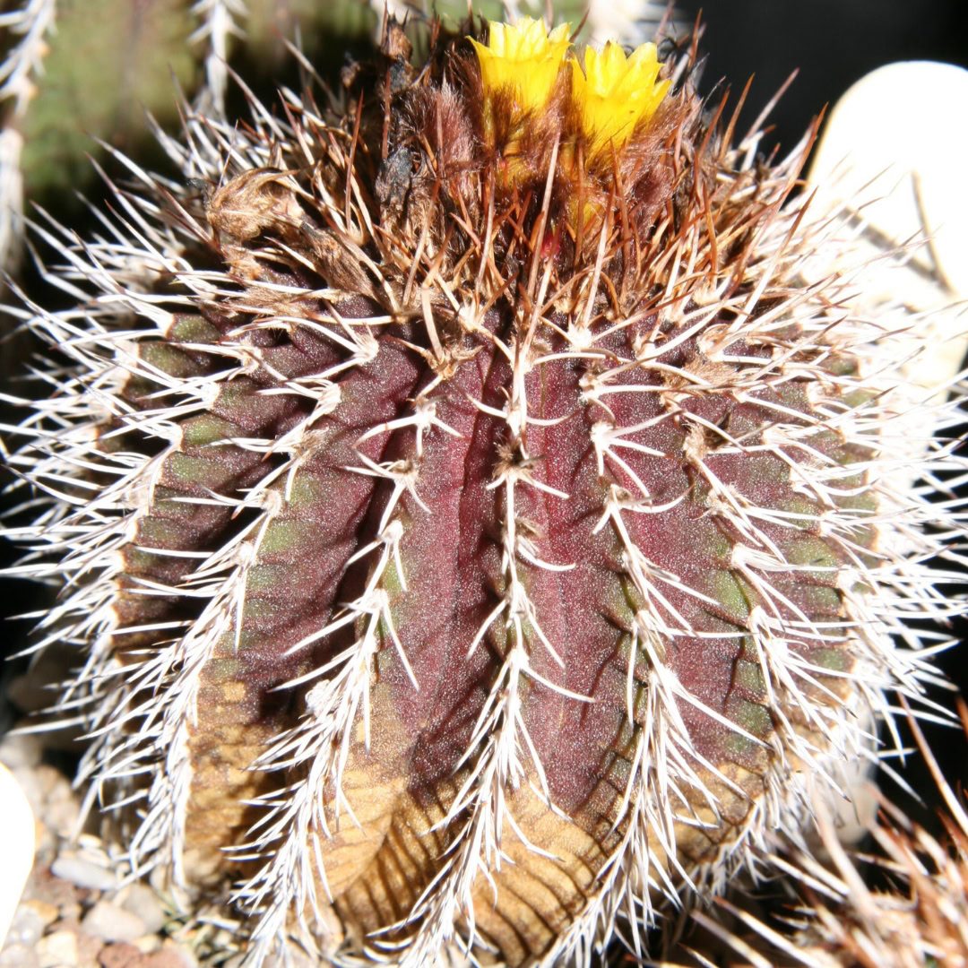 27 Cactos Raros de Beleza Exótica para Conhecer e Colecionar 19 Uebelmannia buiningii