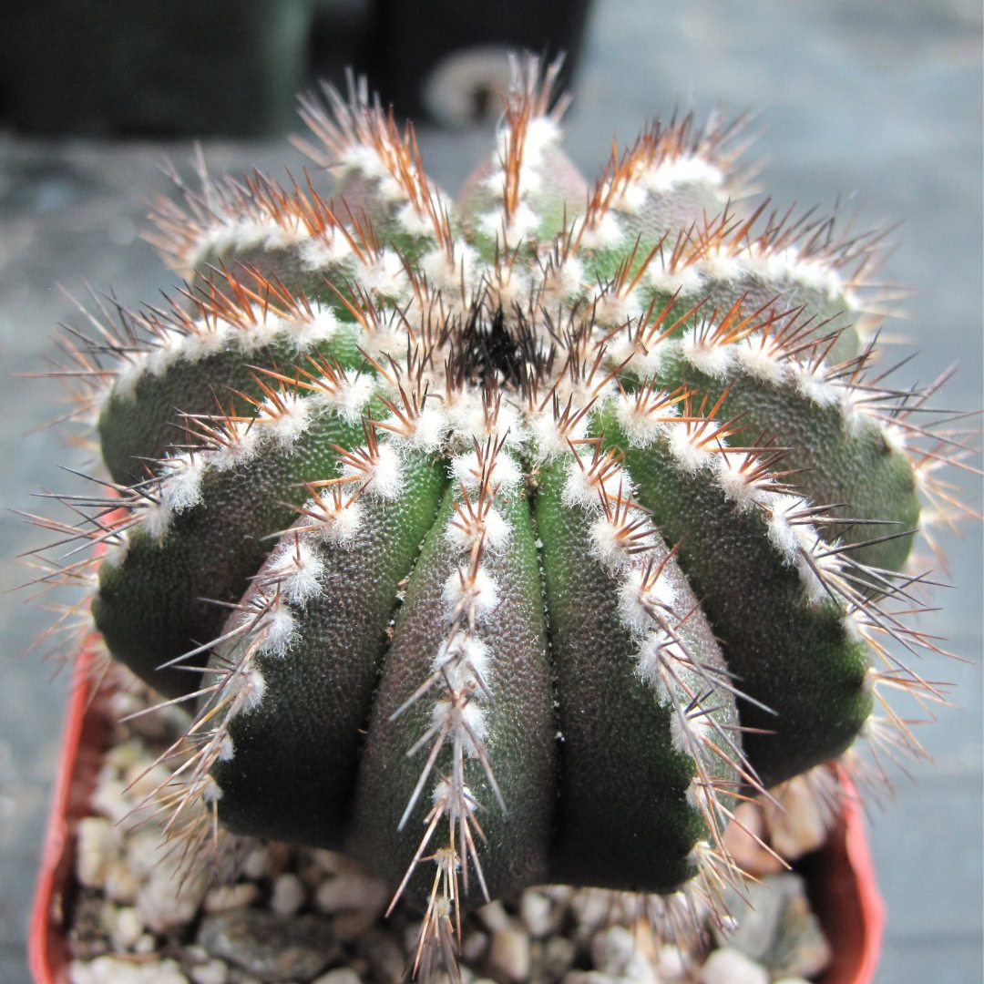 27 Cactos Raros de Beleza Exótica para Conhecer e Colecionar 20 Uebelmannia pectinifera