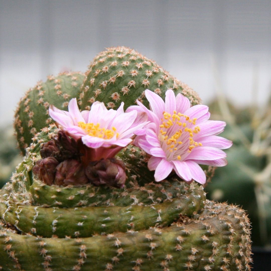 27 Cactos Raros de Beleza Exótica para Conhecer e Colecionar 14 Yavia cryptocarpa