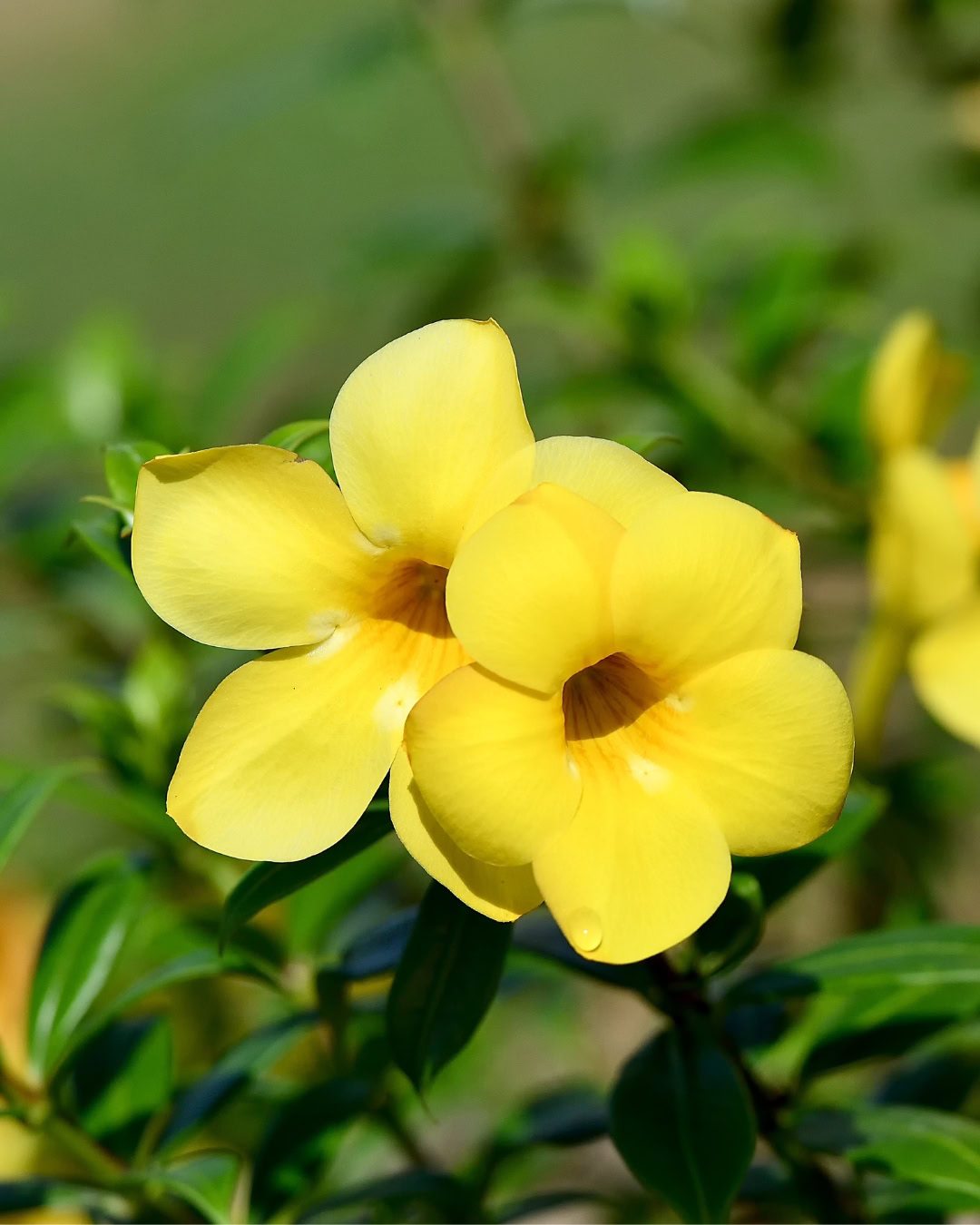 24 Plantas Verde e Amarelas para Torcer pelo Brasil na Copa 13 Alamanda-amarela - Allamanda cathartica