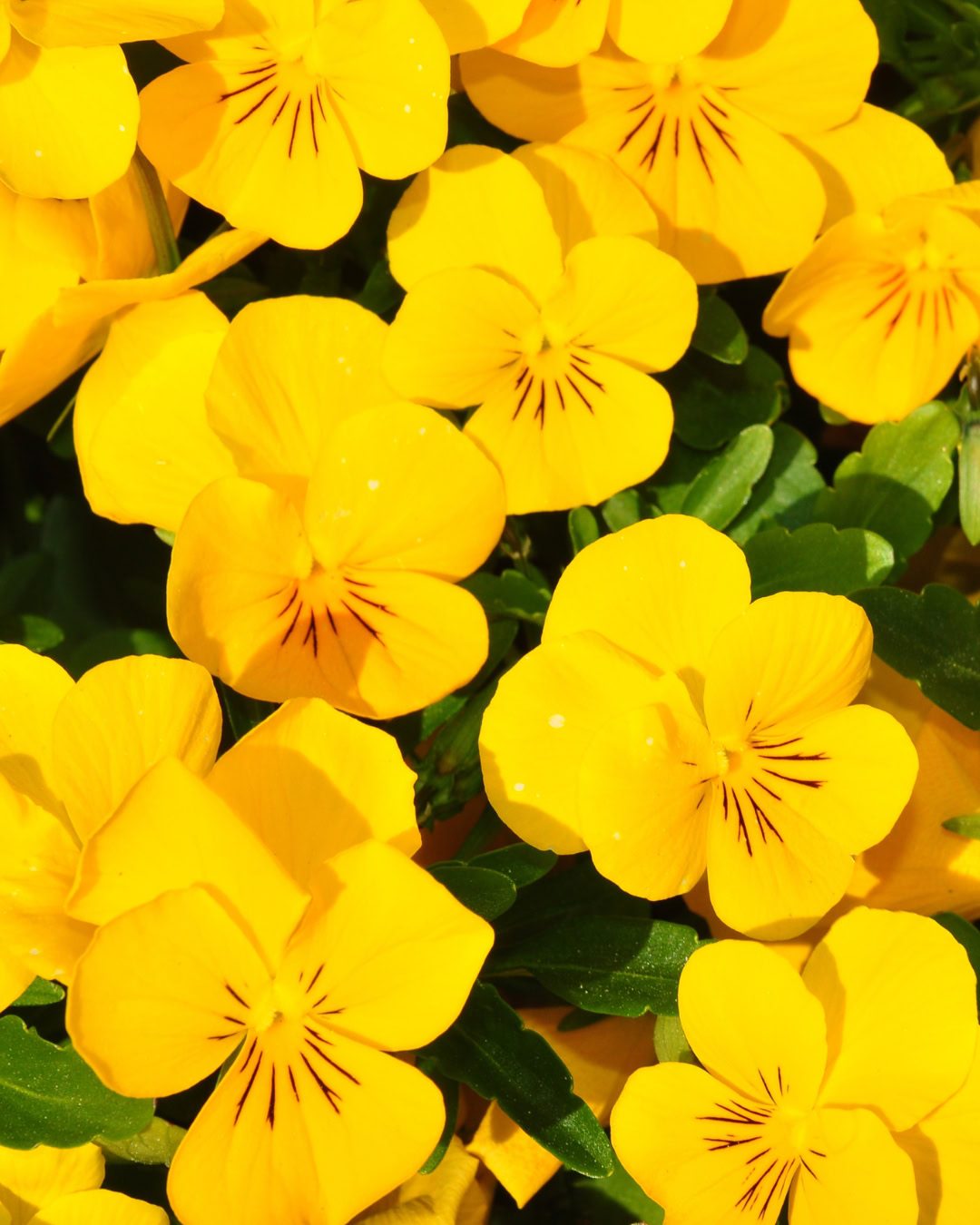 24 Plantas Verde e Amarelas para Torcer pelo Brasil na Copa 21 Amor-perfeito-amarelo - Viola x wittrockiana