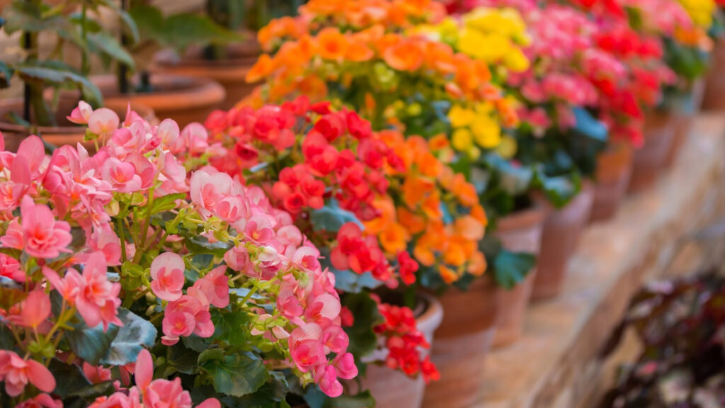 Begônia-tuberosa - Begonia x tuberhybrida