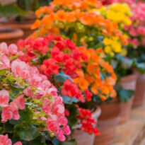 Begônia-tuberosa - Begonia x tuberhybrida