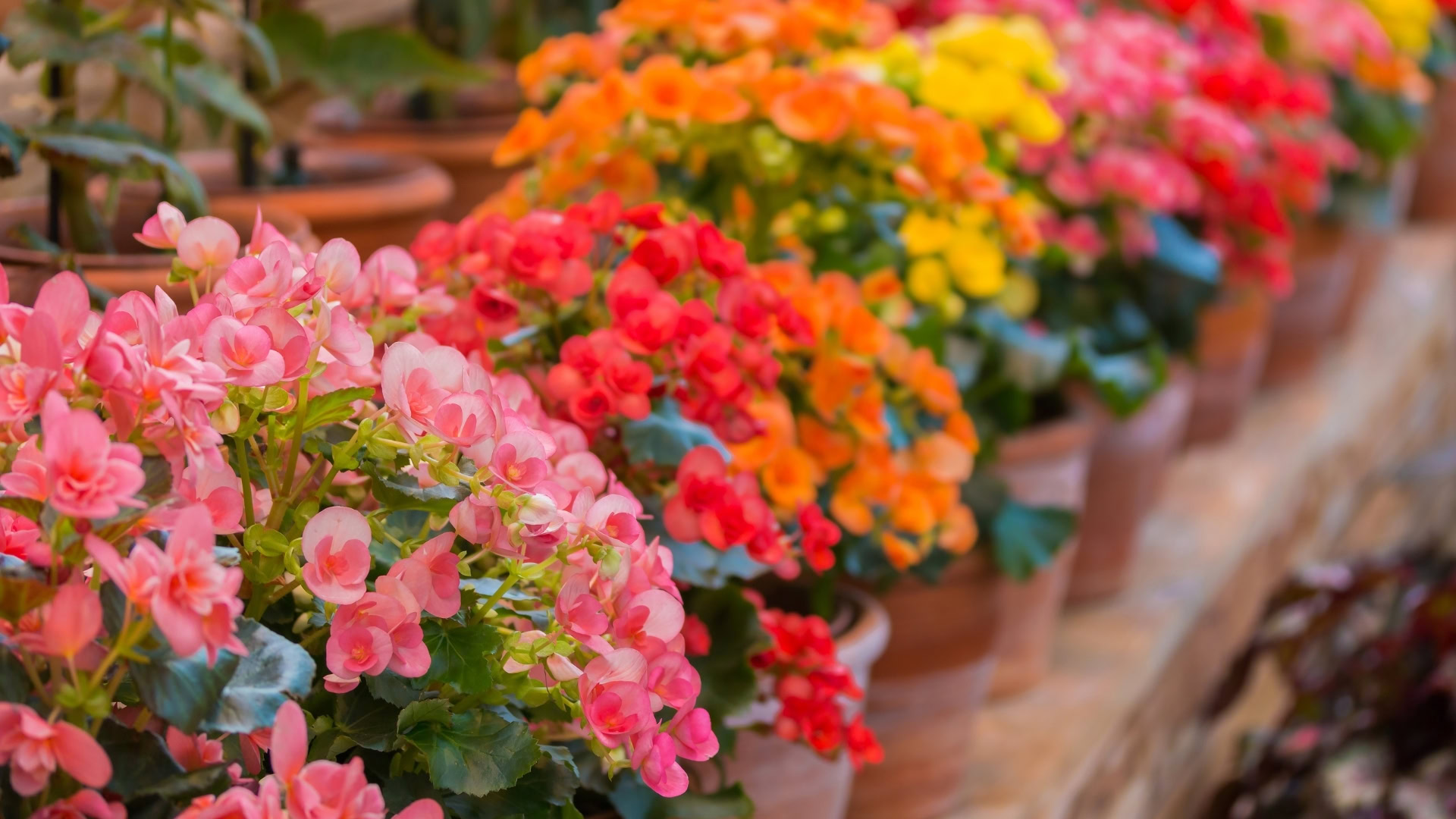 Begônia-tuberosa - Begonia x tuberhybrida
