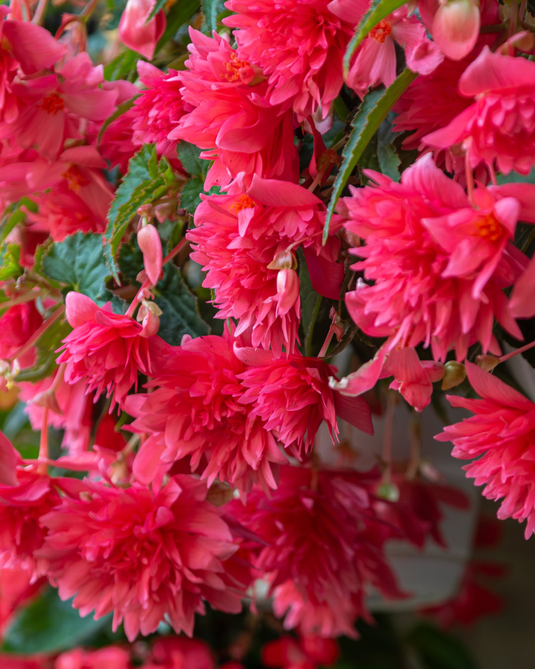 Begônia-tuberosa - Begonia × tuberhybrida 8 Begônia-tuberosa