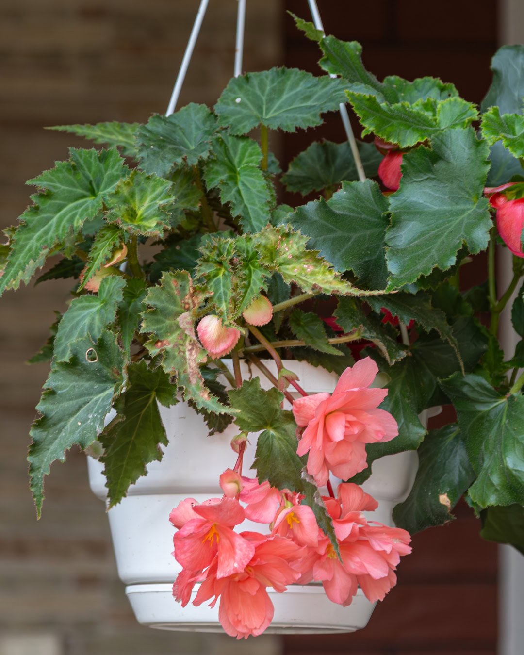 Begônia-tuberosa - Begonia × tuberhybrida 7 begonia tuberhybrida pink