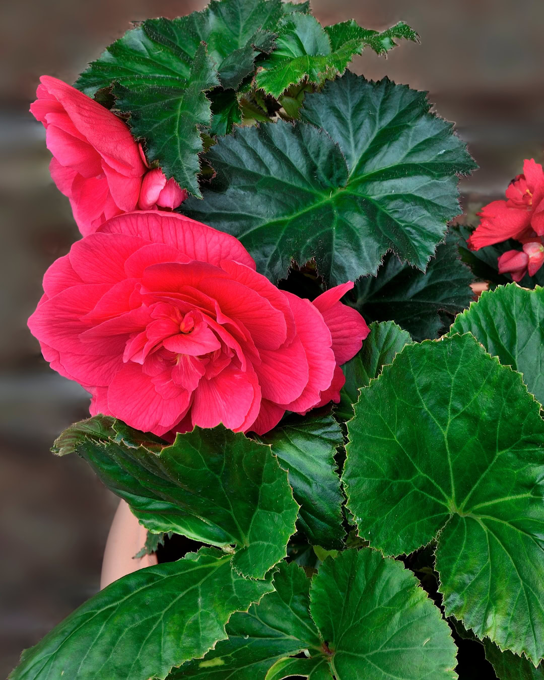 Begônia-tuberosa - Begonia × tuberhybrida 6 Begônia-tuberosa
