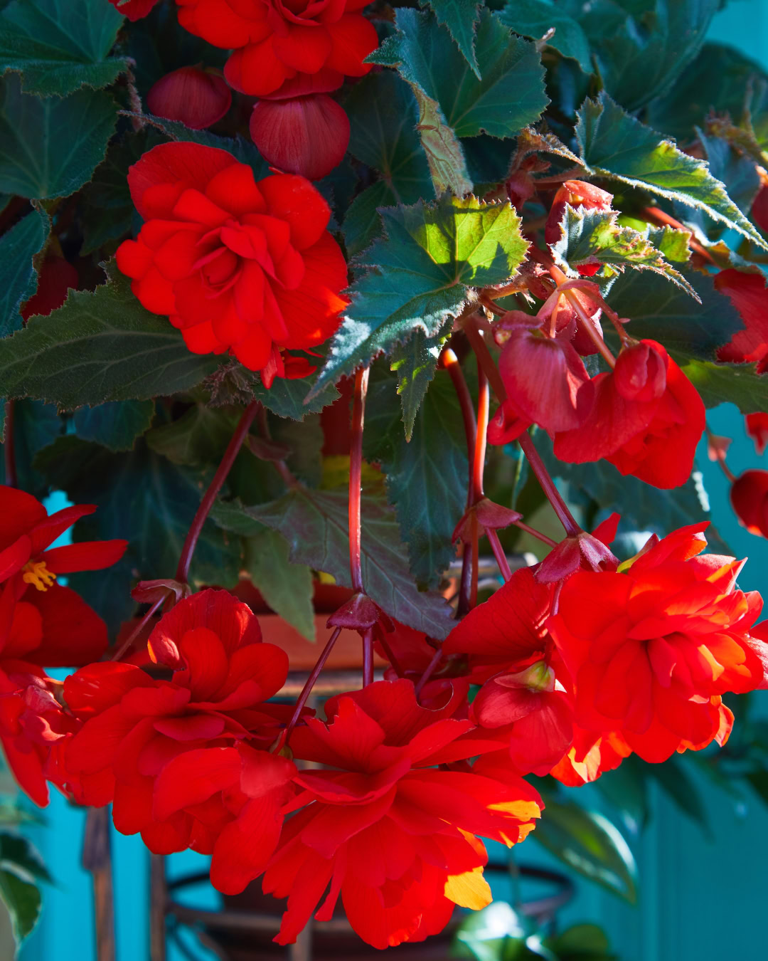 Begônia-tuberosa - Begonia × tuberhybrida 4 begonia tuberhybrida red pendula