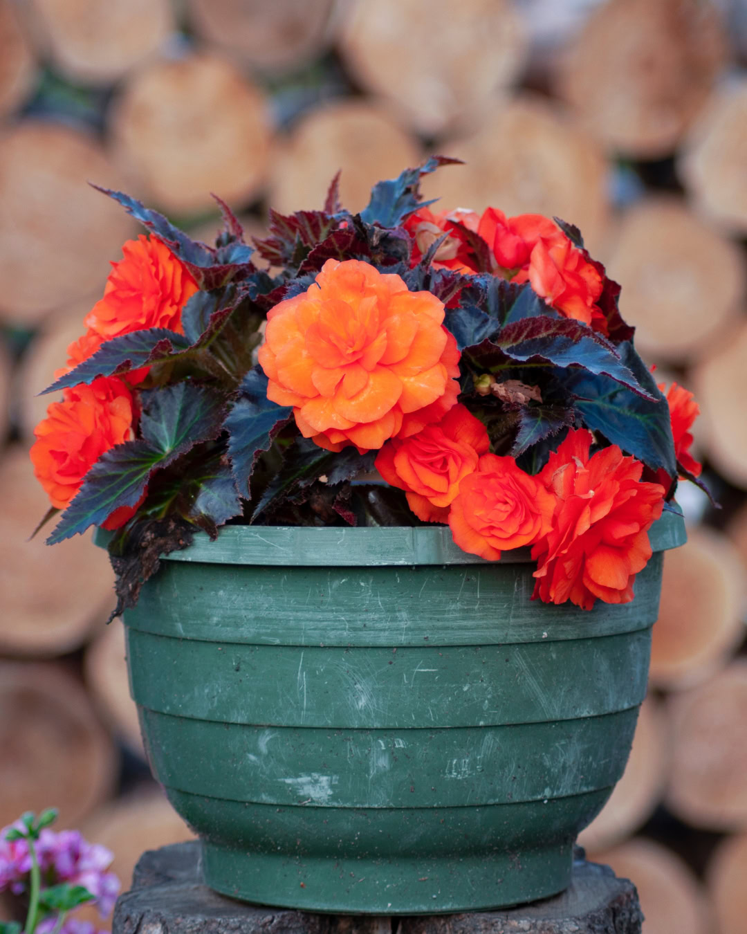 Begônia-tuberosa - Begonia × tuberhybrida 1 Begônia-tuberosa - Begonia x tuberhybrida