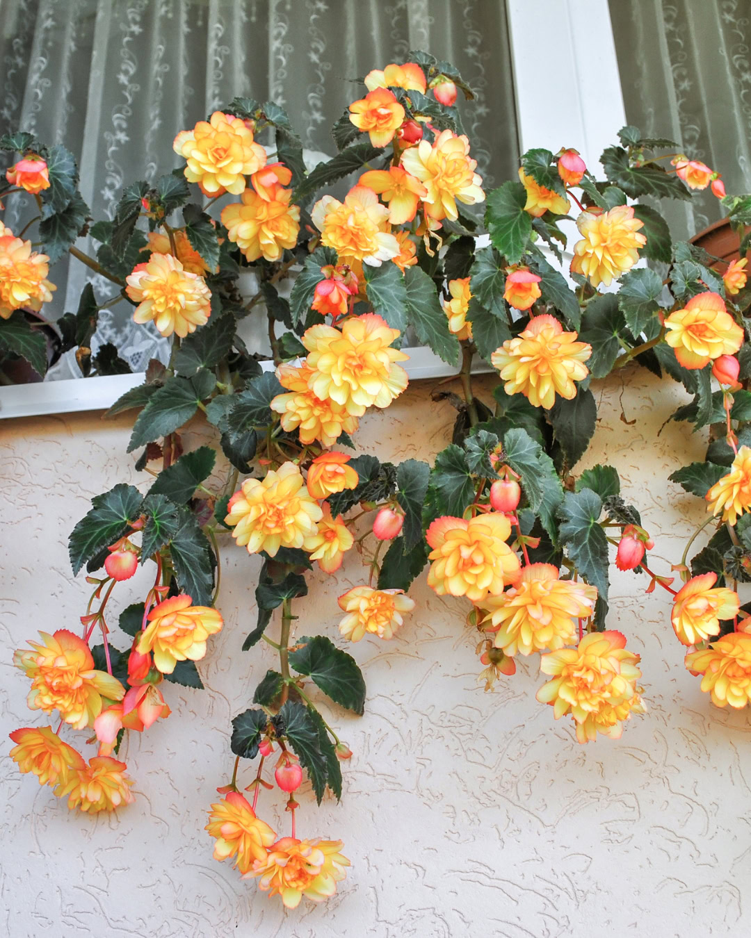 Begônia-tuberosa - Begonia × tuberhybrida 3 Begônia-tuberosa - Begonia x tuberhybrida