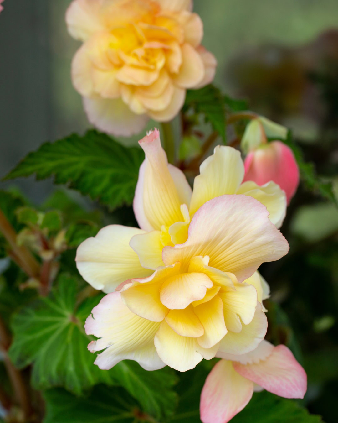 Begônia-tuberosa - Begonia × tuberhybrida 2 Begônia-tuberosa - Begonia x tuberhybrida