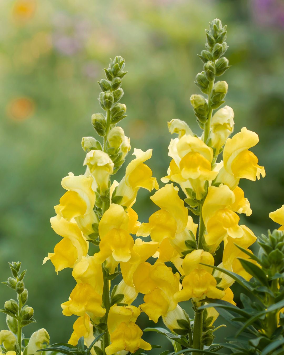 24 Plantas Verde e Amarelas para Torcer pelo Brasil na Copa 19 Boca-de-leão-amarela - Antirrhinum majus