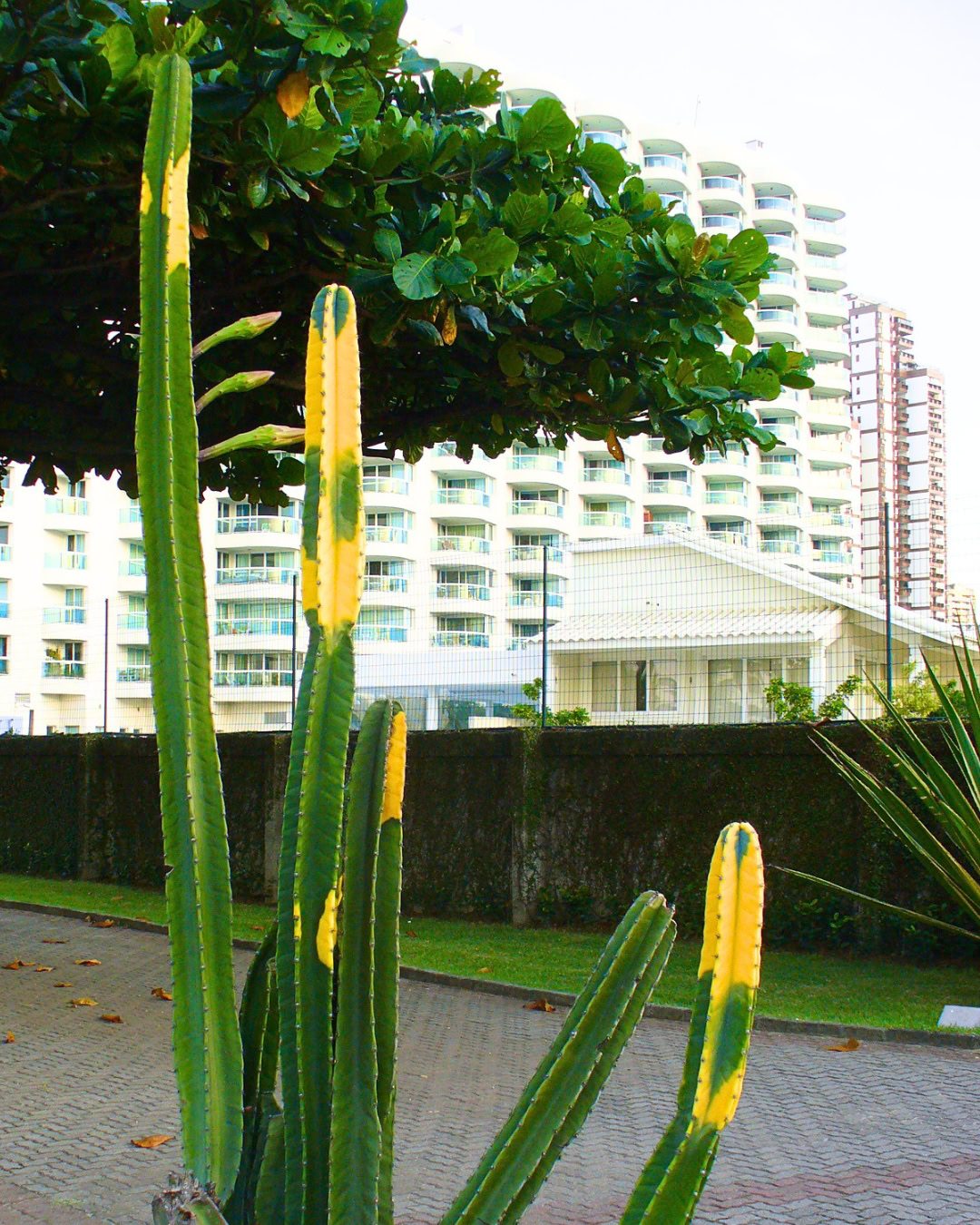 24 Plantas Verde e Amarelas para Torcer pelo Brasil na Copa 18 Cereus hildmannianus variegado