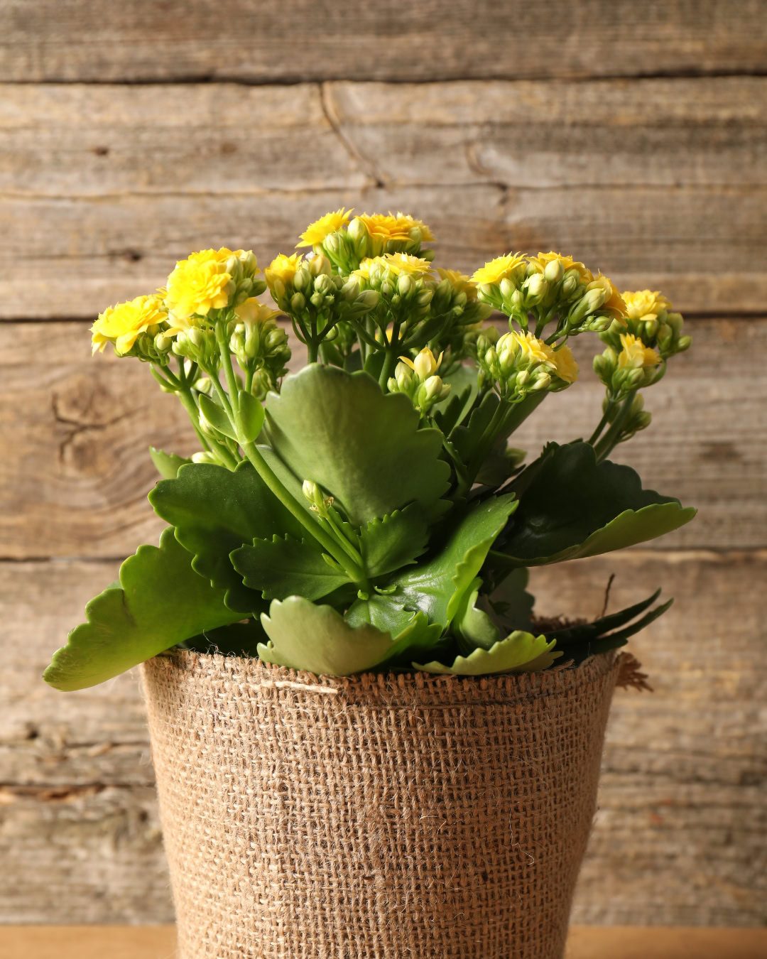 24 Plantas Verde e Amarelas para Torcer pelo Brasil na Copa 8 Kalanchoe blossfeldiana