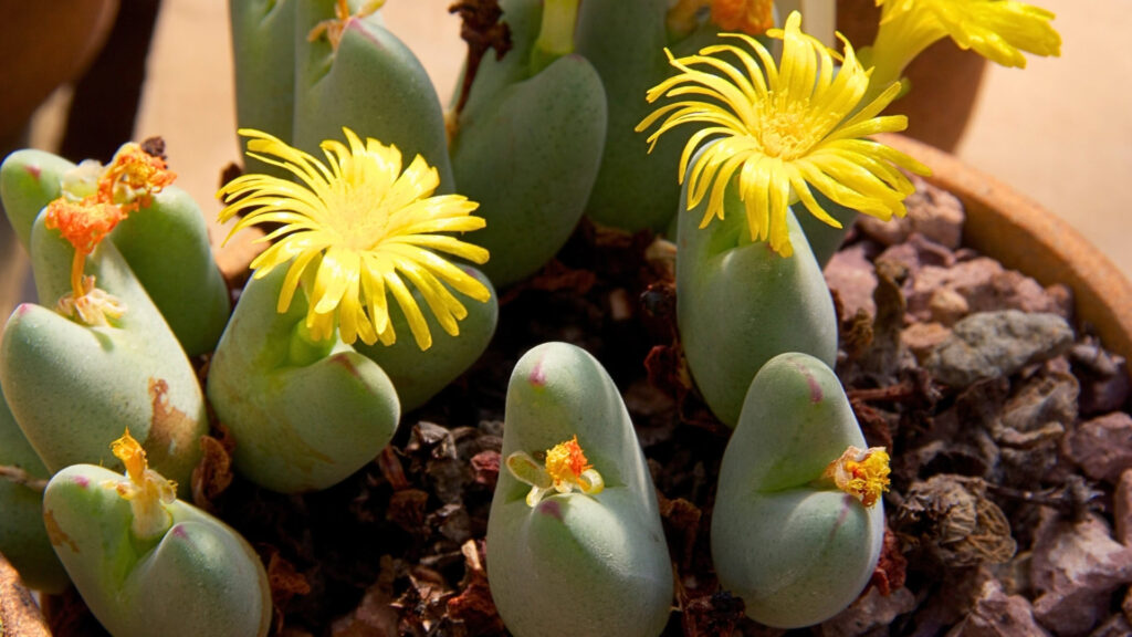 Suculentas Raras Conophytum