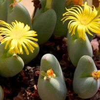 Suculentas Raras Conophytum