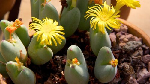 Suculentas Raras Conophytum