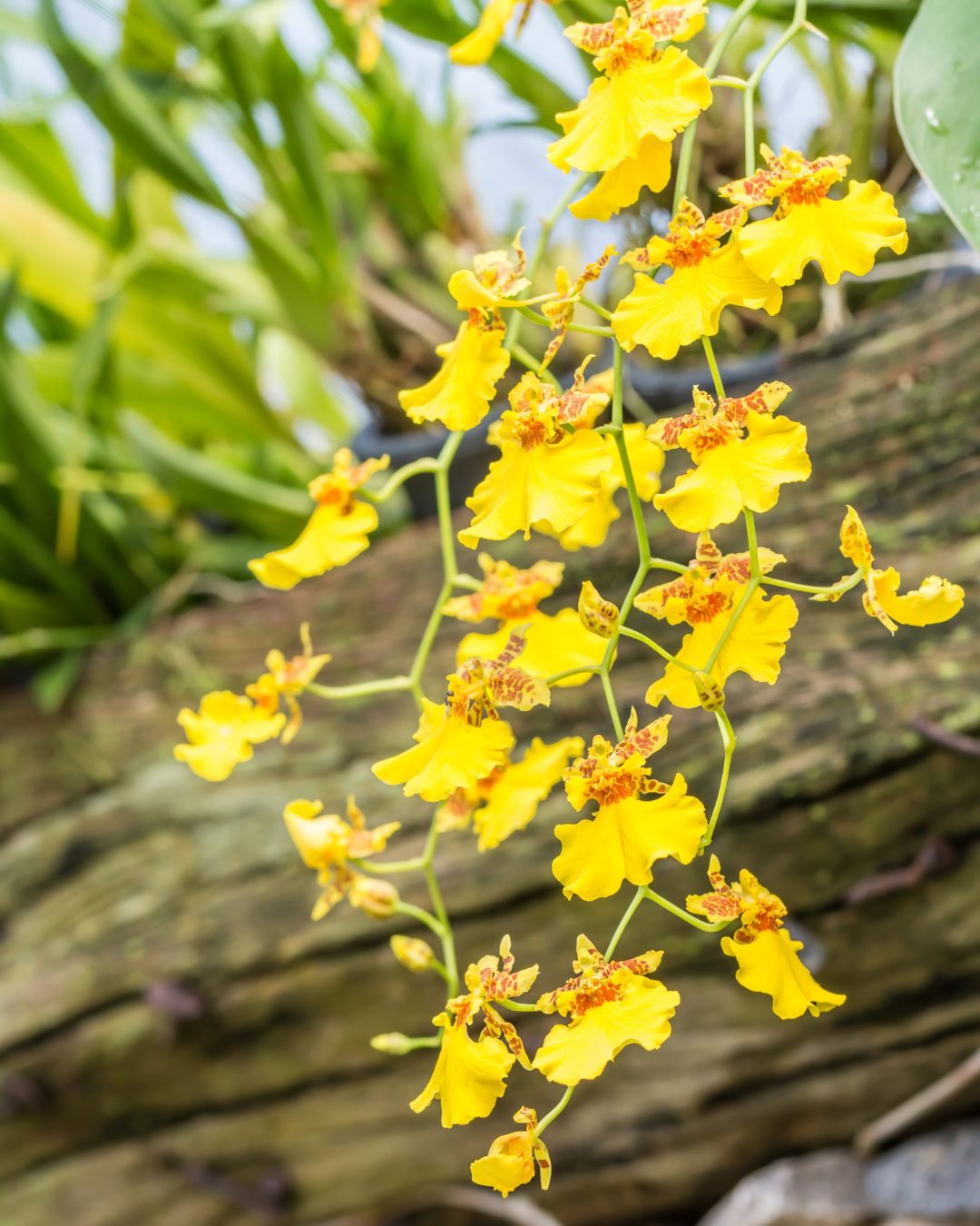24 Plantas Verde e Amarelas para Torcer pelo Brasil na Copa 7 Chuva-de-ouro - Oncidium spp.